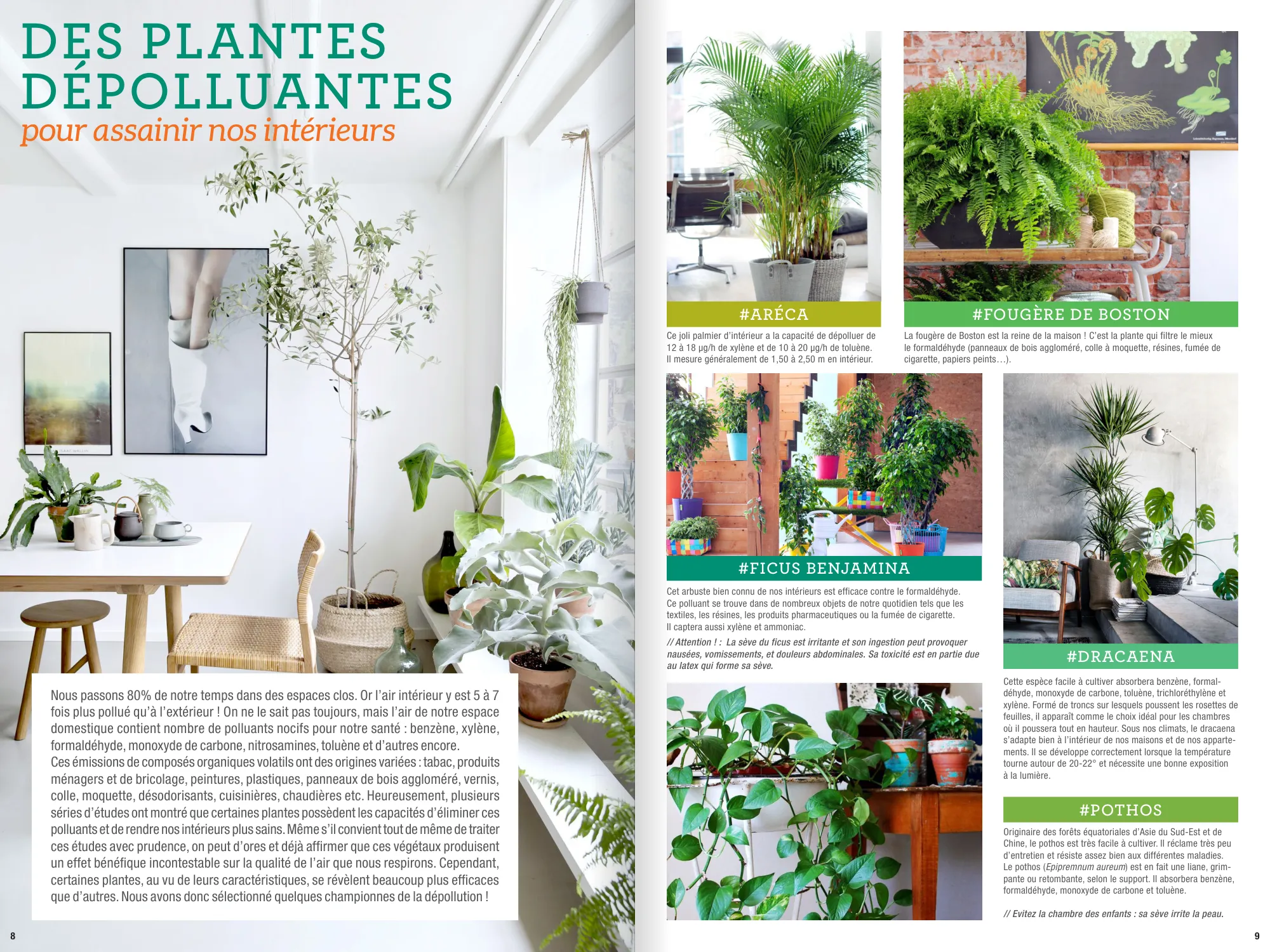 Double page : des plantes dépolluantes pour assainir l’intérieur
